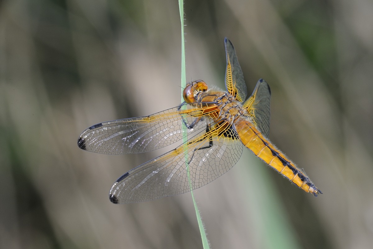 Libellula nuova fiammante